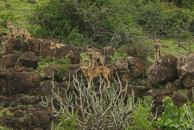Mahuadanr Wolf Sanctuary Travel Guide 2026 – Wildlife, Safari, Best Time & Tourism.