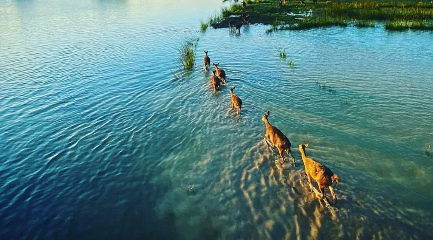 Lawalong Wildlife Sanctuary Travel Guide 2026 – Safari, Wildlife, Best Time & Tourist Information
